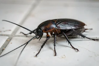 Cafard noir en gros plan sur carrelage blanc de cuisine, montrant la texture brillante de son exosquelette et ses antennes